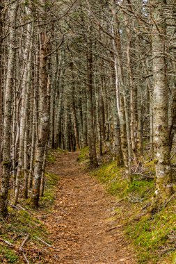 Steve 'in sahile giden patikası. Gros Morne Ulusal Parkı, Newfoundland, Kanada