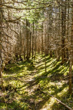 Berryhill Pond 'un etrafındaki patika. Gros Morne Ulusal Parkı, Newfoundland, Kanada