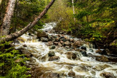 Mattie Mitchell Deresi, Gros Morne Ulusal Parkı, Newfoundland, Kanada