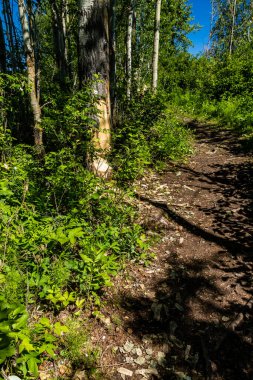 Amusk Wasch 'ın etrafında yaz yürüyüşü. Elk Adası Ulusal Parkı, Alberta, Kanada