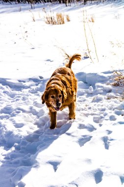 Golden Retriever karda koşuyor. Banff Ulusal Parkı Alberta, Kanada