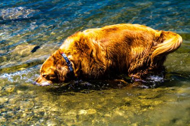 Altın İnziva uzun otların arasında yürüyor. Glenbow Çiftlik İl Bölgesi, Alberta, Kanada