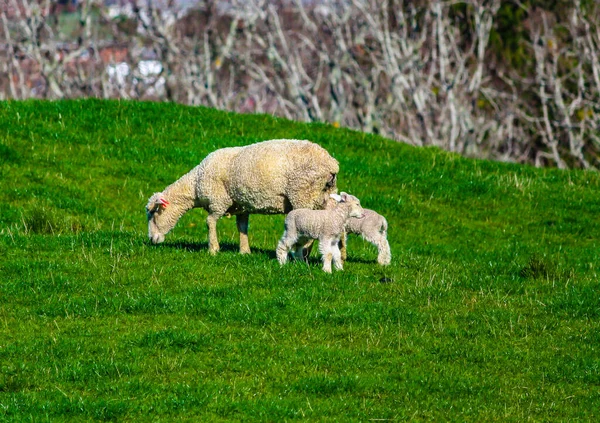 Birka Legeltetés Mezőn Auckland Zéland — Stock Fotó