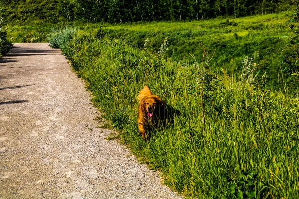 Altın İnziva uzun otların arasında yürüyor. Glenbow Çiftlik İl Bölgesi, Alberta, Kanada