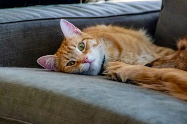 Turuncu Tabby dinleniyor ve oynuyor. Calgary, Alberta, Kanada