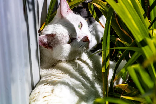 Weiße Katze Versteckt Sich Den Pflanzen Ranui Auckland Neuseeland — Stockfoto