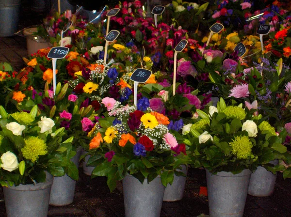 flower market amsterdam garden spring