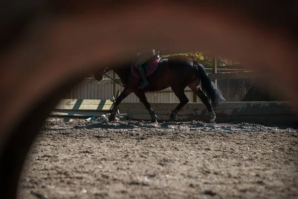 砂の上に馬が群がっている — ストック写真