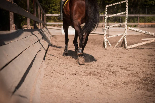 砂の上に馬が群がっている — ストック写真