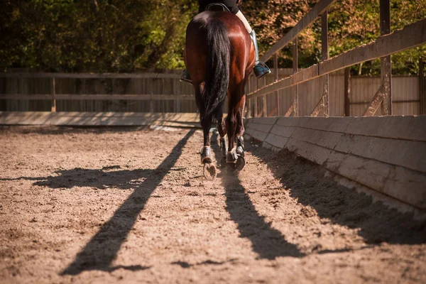 砂の上に馬が群がっている — ストック写真