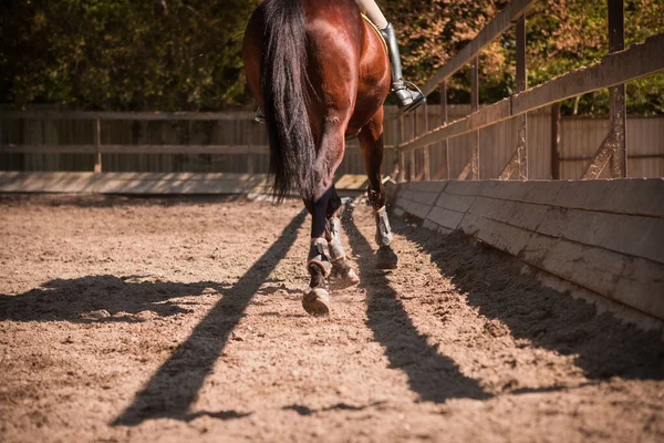 Лошадь Скачет Песку — стоковое фото