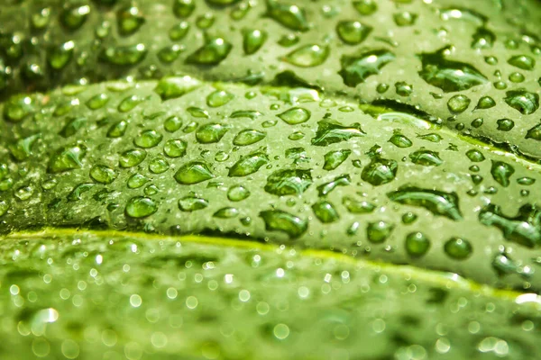 Bir bitkinin yeşil yaprağındaki çiy tanesi.