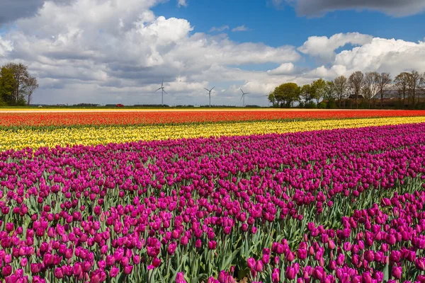 Beyaz bulutlu mavi gökyüzünün arka planında çok renkli lale alanları