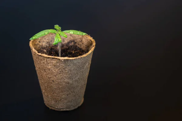 Sprouted green sprout in a paper pot with earth on a black surface.