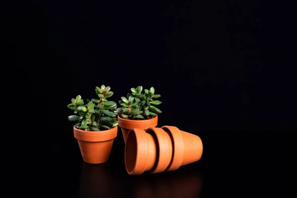 Ev bitkileri Anacampseros rufescens küçük, siyah arkaplanda kil çömlekler.