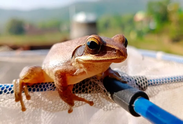 INDIAN FROG. The frog is the most common and well known amphibian in India. They are so abundant and widespread across Asia. That we can find it across habitats ranging widely from forest margins, ponds etc.