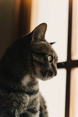 Kahverengi kedi pencereden dışarı bakıyor..