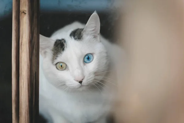 Her renkten tek gözü olan beyaz kedi yağmurlu bir günde pencereden dışarı bakar..