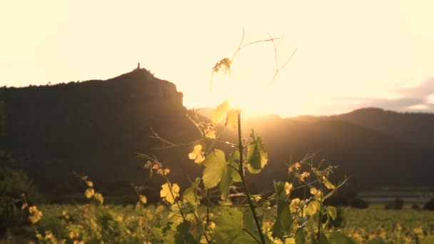 Zachód Słońca Winnicach Liście Winogron — Wideo stockowe