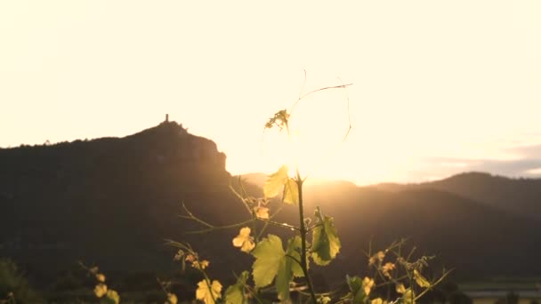 ブドウ畑で日没 ブドウの葉 — ストック動画