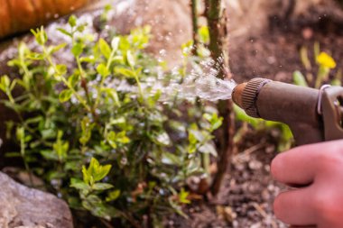 Bahçedeki çiçekleri sulayan bir kadın.