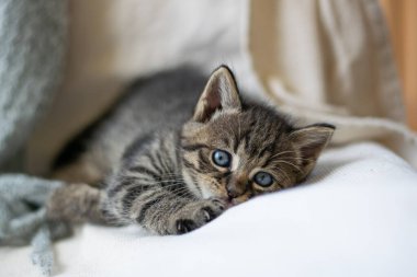 Kahverengi kedi bütün gün oynadıktan sonra dinleniyor.