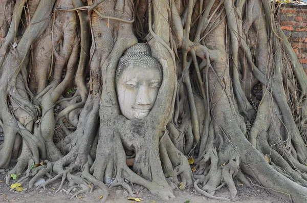 Mystic Buddha Face Hidden Banyan Tree Wat Mahathat Ayutthaya — Stock Photo, Image