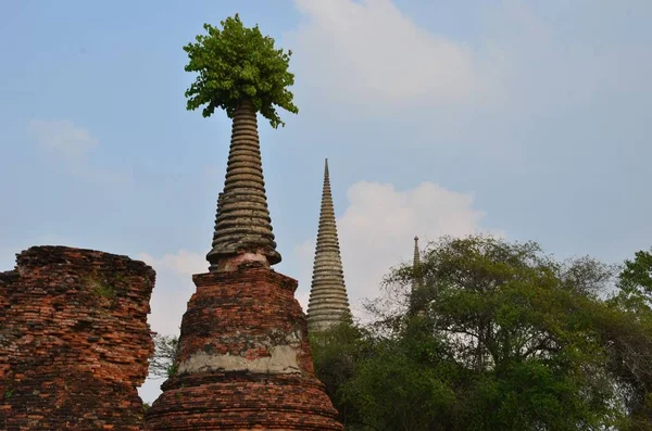Vtipný Pohled Wat Phra Sanphet Strom Roste Starého Chedi — Stock fotografie