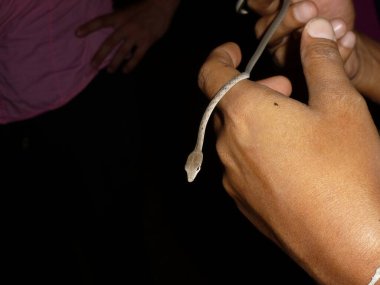 Tayland 'daki yağmur ormanlarında gece yürüyüşünde küçük bir yılan bulunmuş.