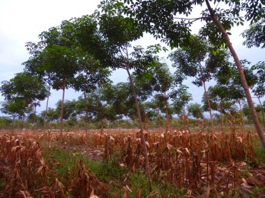 Ağaçlı ve mısırlı manzara