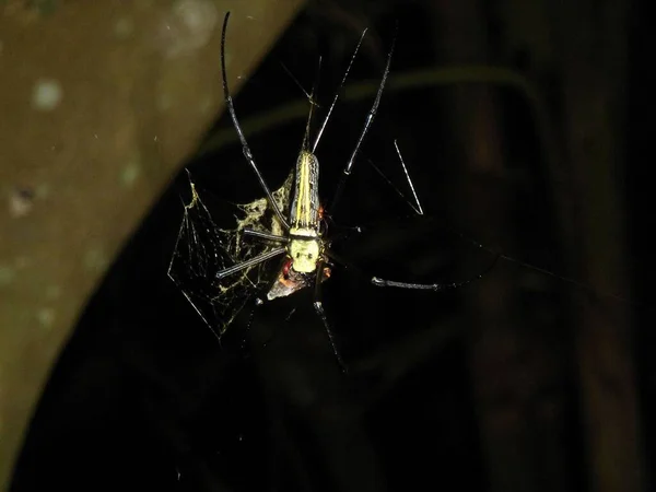 Κλείσιμο Μιας Αράχνης Στο Τροπικό Δάσος Της Ταϊλάνδης — Φωτογραφία Αρχείου