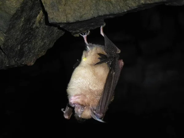 Cute bat is sleeping in a cave in Thailand