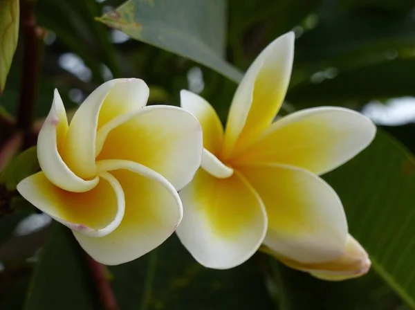 Hermosas Flores Plomería Tailandia — Foto de Stock