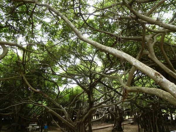 Sai Ngam Thailands Größter Und Ältester Banyanbaum Phimai — Stockfoto