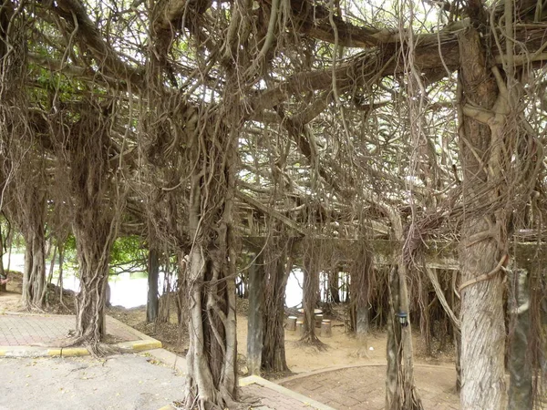 Sai Ngam Μεγαλύτερο Και Παλαιότερο Δέντρο Banyan Της Ταϊλάνδης Στο — Φωτογραφία Αρχείου