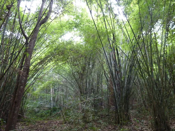 Bambusz Fák Nam Nao Nemzeti Park Thaiföldön — Stock Fotó