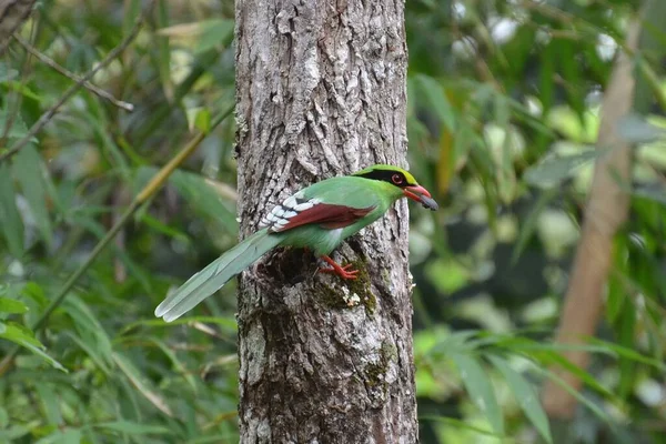 Поширена Зелена Чарівниця Cissa Chinensis Національному Парку Нам Нао Таїланді — стокове фото