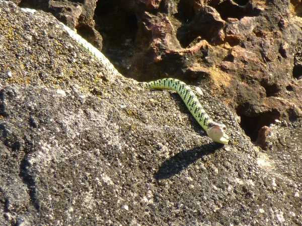 Serpente Árvore Dourada Wat Sawai Sukhothai — Fotografia de Stock