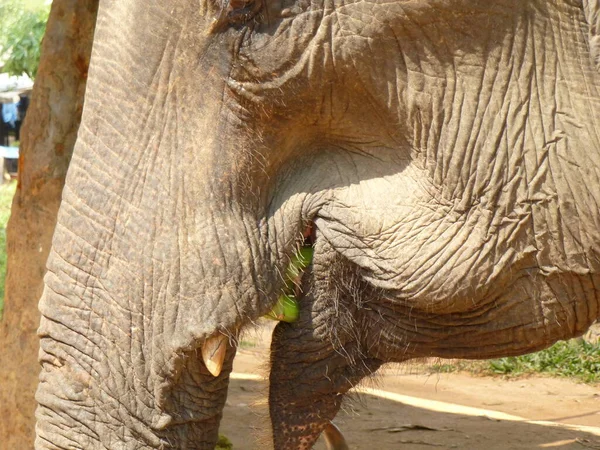 Elefante Asiático Está Teniendo Pequeño Almuerzo Después Recorrido Trekking Las —  Fotos de Stock