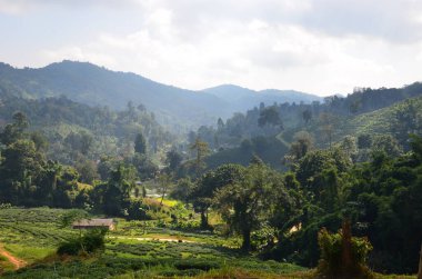 CHiang Rai 'de güzel bir gezi izlenimi.