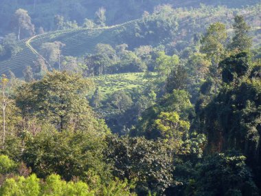 Ne yazık ki, rehberimiz tarafından yakalanan bu güzel yılanın sonu çorbayla bitecek.