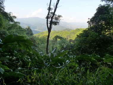 CHiang Rai 'de güzel bir gezi izlenimi.
