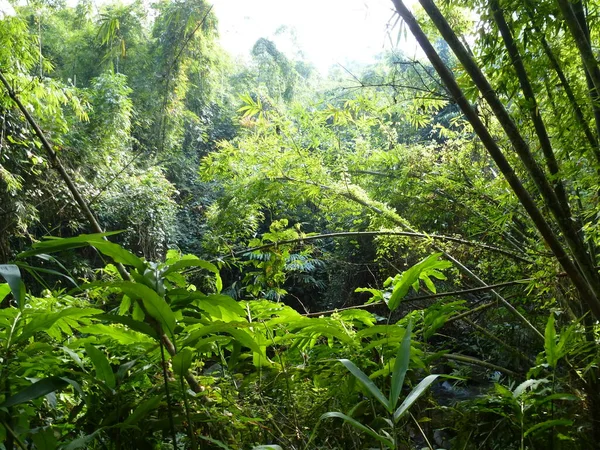 Prachtige Groene Planten Jungle Van Noord Thailand — Stockfoto