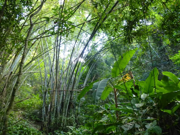 Bamboe Bomen Een Bos Het Noorden Van Thailand — Stockfoto