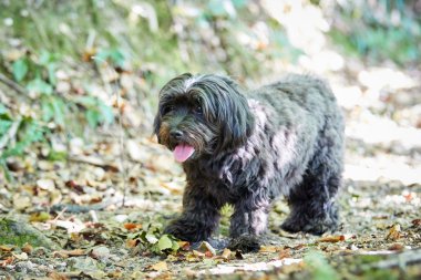 Siyah havanese köpek ayakta ormanda
