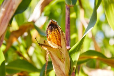 Mısır Mısır koçanı alanında bitki üzerinde