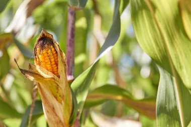 Mısır Mısır koçanı alanında bitki üzerinde