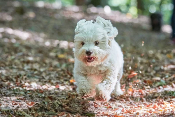 Λευκό havanese σκύλος τρέχει με τη φωτογραφική μηχανή στο δάσος — Φωτογραφία Αρχείου