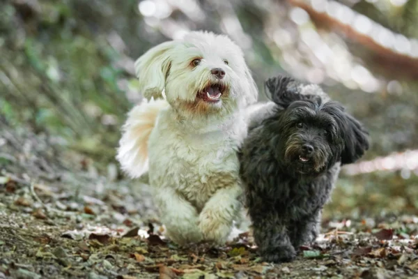 Cão havanese preto e branco na floresta — Fotografia de Stock