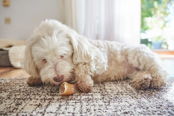 Гаванская собака лежит дома на ковре — стоковое фото